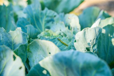 Pieris sutyen tırtılı lahana yaprakları yiyor, yakın plan. Bahçedeki sebze haşereleri.
