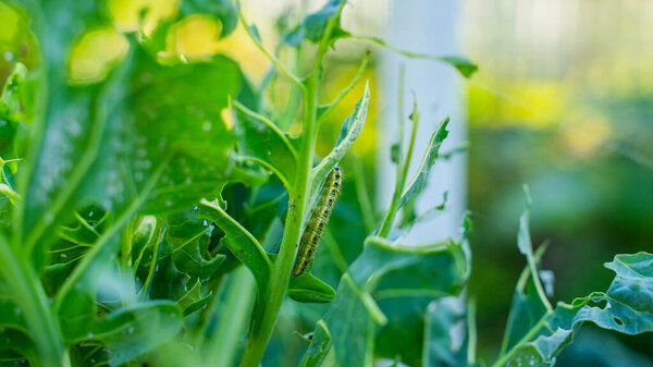Pieris brassicae caterpillars eating Brussels sprout leaves, close-up. Vegetable pests in the garden.