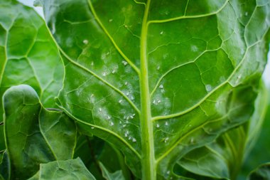 Brüksel yapraklarının altında beyaz sinekler, yakın plan..