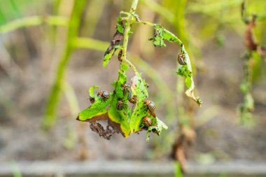 Bir sürü Colorado 'lu patates böceği bahçede patates yaprağı yiyor..