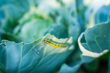 Pieris sutyen tırtılı lahana yaprakları yiyor, yakın plan. Bahçedeki sebze haşereleri.