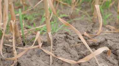 Sebze bahçesi yatağından sarımsak kazmak, yakın plan. Yüksek kalite 4k görüntü