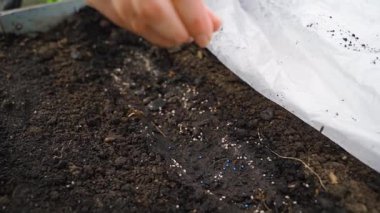 Bir kadın seradaki bir yatağa tohum eker, yavaşça yaklaşır. Yüksek kaliteli FullHD görüntüler