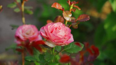 Büyüyen pembe bir gülün etrafında düzgün bir kamera hareketi, yakın plan. Yüksek kaliteli FullHD görüntüler