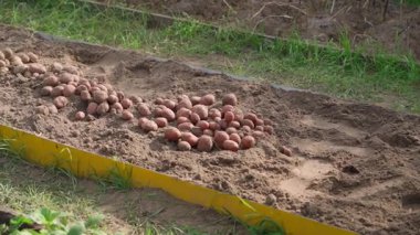 Patates hasadı yakın plan. Bahçe yatağında patates kazmak, kamera hareketi. Patates kazı sezonu. Yüksek kaliteli FullHD görüntüler