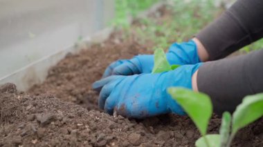 Mavi lastik eldivenli kadın eller bahçe yatağına patlıcan tohumları eker, yakın plan, yavaş çekim. Yüksek kaliteli FullHD görüntüler