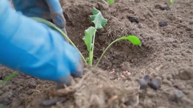 Sebze bahçesinin toprağına lahana tohumu ekiyorum, yakın plan. Yüksek kaliteli FullHD görüntüler