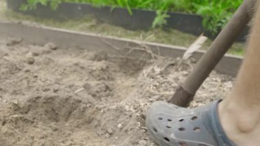 Bir bahçe yatağının toprağını kürekle kazmak, yavaş çekimde yakın çekim. Yüksek kaliteli FullHD görüntüler