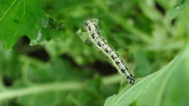 Brüksel yaprağında sürünen tırtıl, yakın plan. Yüksek kaliteli FullHD görüntüler