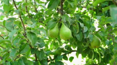 Armutlar ağaç dalında asılı, yakın plan. Pürüzsüz kamera yakınlaştırması. Yüksek kaliteli FullHD görüntüler