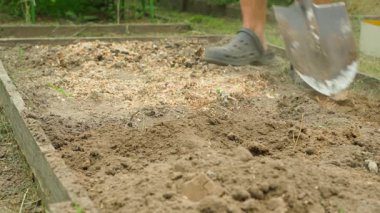 Adamın biri bahçesinde tavuk gübresi olan bir yatak kazıyor. Yakın plan. Yüksek kalite 4k görüntü