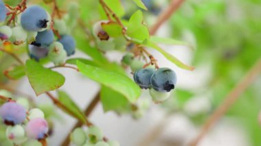 Yabanmersini hasadı, yakın plan. Bir dalda böğürtlen. Yüksek kalite 4k görüntü