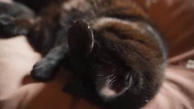 Kara kedi uzanırken pençelerini ve yüzünü yalıyor, yakından. Yüksek kalite 4k görüntü