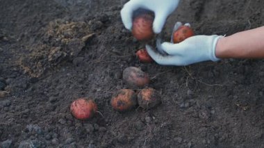 Çiftçiler beyaz eldivenleriyle yerden patatesleri temizler, yakın plan. Kırmızı patates hasadı. Yüksek kalite 4k görüntü