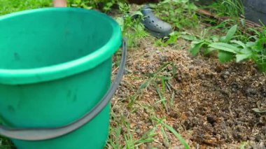 Bahçe yataklarını gübrelemek için yerleştirilmiş tavuk gübresi bir kovada toplanır. Yakın plan. Yüksek kalite 4k görüntü