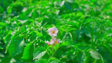 Patates, güneşli bir yaz gününde, yakın planda, rüzgarla çiçek açar. Yüksek kalite 4k görüntü