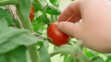 Çiftçiler, seradaki bir çiftlikte olgun kırmızı domates topluyor, yakın plan. Yüksek kalite 4k görüntü