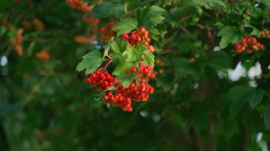 Kırmızı viburnum etrafında düzgün kamera hareketi, yakın plan. Yüksek kaliteli FullHD görüntüler