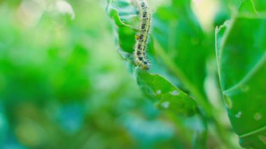 Bir tırtıl lahana yaprakları üzerinde sürünür ve yaprakları yer, yakından. Bahçedeki haşereler sebzelere zarar verir. Yüksek kalite 4k görüntü