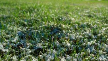 Güneş doğarken eriyen karlı yeşil çimenler, yakın plan. Yüksek kaliteli FullHD görüntüler