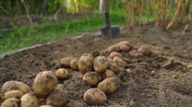Bahçe yatağında beyaz patates hasadı, yakın plan. Kazdıktan sonra patateslerin üzerinde düzgün kamera hareketi. Yüksek kaliteli FullHD görüntüler