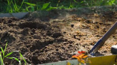 Bir bahçe yatağının toprağını kürekle yavaş çekimde kazma işlemi. Yüksek kaliteli FullHD görüntüler