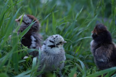 Süs tavukları güzel doğal arka plan üzerinde renkli