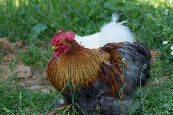 Găini Ornamentale Culoare Frumoasă Fundal Natural — Fotografie, imagine de stoc