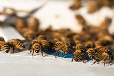 iş yerinde, arılar üzerinde doğal backgrpund geri eve geliyor