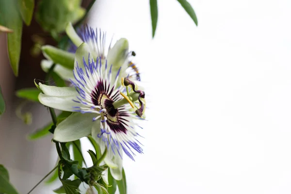 Close-up of the flower of Passiflora edulis or Passion Flower on a natural background.