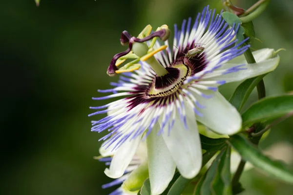 Close Flower Passiflora Edulis Passion Flower Natural Background Stock Picture