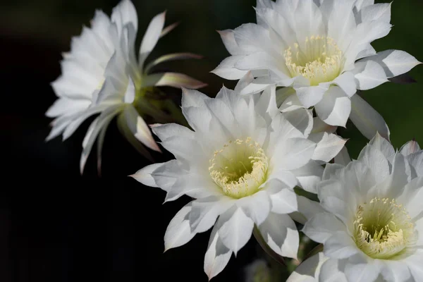 Bela Flor Branca Cactus Echinopsis Florescendo Dia Luz Sol Com — Fotografia de Stock