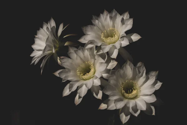 Mooie Witte Bloem Van Cactus Echinopsis Bloeien Zonnige Dag Met — Stockfoto