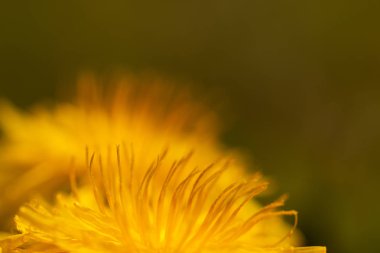 Bulanık doğa, soyut bokeh arka plan, rengarenk