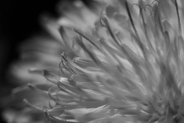 Naturaleza Borrosa Fondo Bokeh Diente León Blanco Negro — Foto de Stock