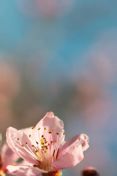 Imagem Flores Pêssego Rosa Macio Fundo Bokeh Azul Claro — Fotografia de Stock