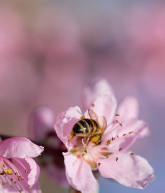 bal arı toplama pembe bir Kayısı çiçek üzerinde Kapat
