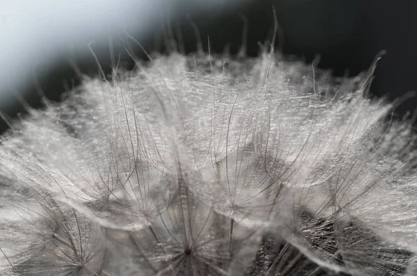 Dandelion Seed Close Background Spring Time — Stock Photo, Image