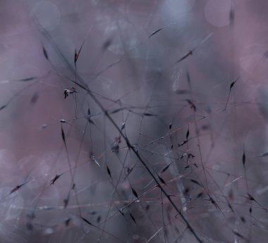 Kulak güneş ışınları ve çiğ damlaları ile sabah zamanında çim arka plan bulanık görüntü