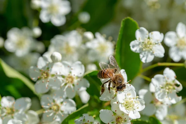 Miel de abeja recoge polen de flores de piracantha Fotos De Stock Sin Royalties Gratis