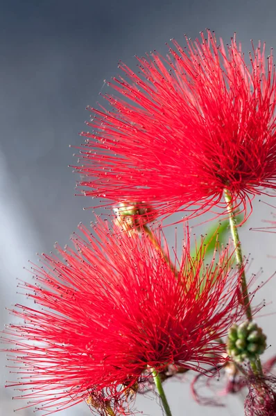 Close Crimson Blossom Flower Metrosideros Excelsa Also Called New Zealand Stock Image