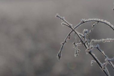 Kuru otlar bitkiler yabani ot Close-up frost ile soğuk kışın kapalı.