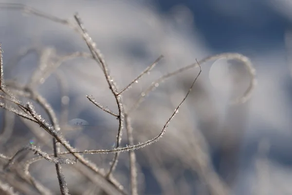 Zbliżenie Suszone Zioła Chwasty Rośliny Pokryte Szronem Zimą Zimno — Zdjęcie stockowe