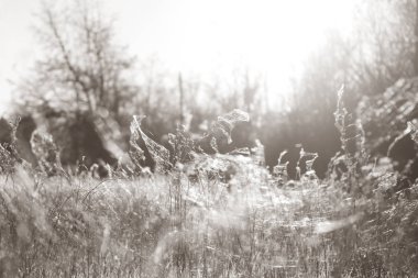 sabah ışık üstünde örümcek ağı ile kurutulmuş ot arka plan bulanık