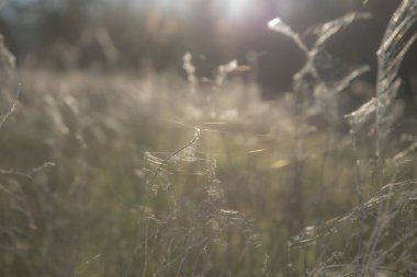 sabah ışık üstünde örümcek ağı ile kurutulmuş ot arka plan bulanık