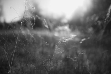 sabah ışık üstünde örümcek ağı ile kurutulmuş ot arka plan bulanık