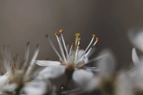 Kwitnący Bielu Śliwkowe Piękne Kwiaty Tle Naturalny — Zdjęcie stockowe