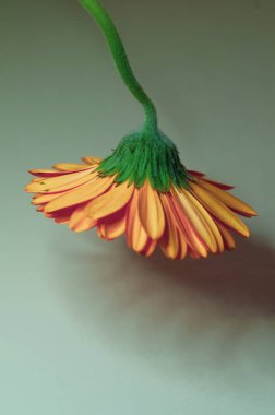 Beyaz arka plan üzerinde izole güzel turuncu gerber çiçek