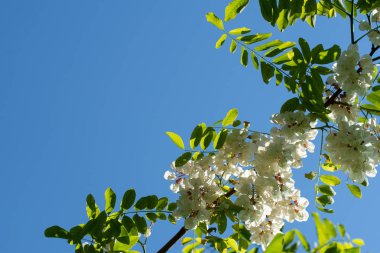 beautifulacacia çiçek bahar blossonon mavi gökyüzü arka plan