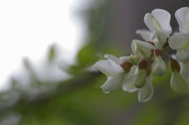 beautifulacacia çiçek bahar blossonon mavi gökyüzü arka plan